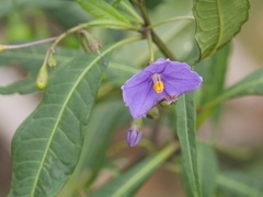 Solanum laciniatum