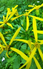 Senecio ovatus