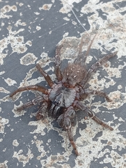 Thelechoris striatipes