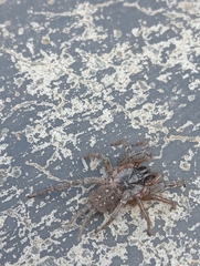 Thelechoris striatipes