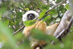 Propithecus diadema