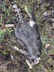 Procyon lotor pacificus