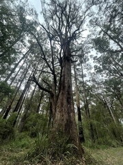 Eucalyptus obliqua