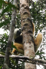 Propithecus diadema