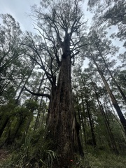 Eucalyptus obliqua