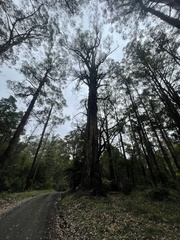 Eucalyptus obliqua