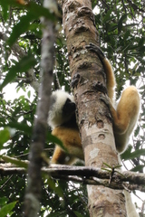 Propithecus diadema