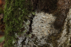 Rigidoporus corticola