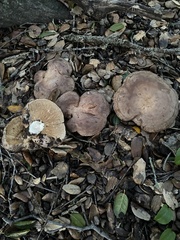Lactarius argillaceifolius megacarpus