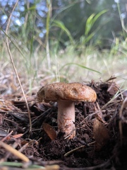 Lactarius rubrilacteus