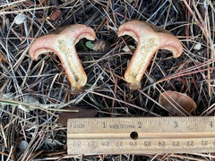 Lactarius rubrilacteus