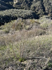 Malacothrix saxatilis