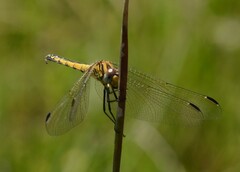 Trithemis dorsalis