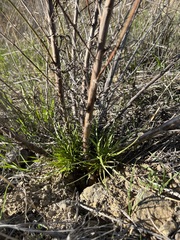 Malacothrix saxatilis
