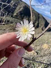 Malacothrix saxatilis