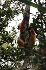 Propithecus diadema