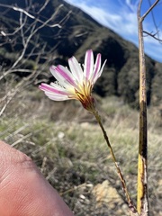 Malacothrix saxatilis