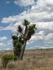 Yucca filifera