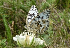 Melanargia russiae