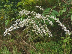 Congea tomentosa