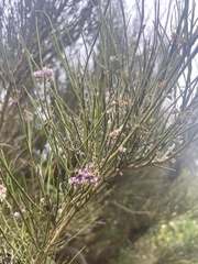 Carmichaelia australis
