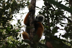 Propithecus diadema