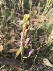 Dipodium pardalinum