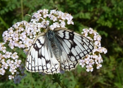 Melanargia russiae