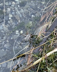 Dolomedes aquaticus