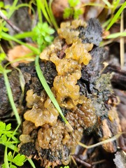 Myxarium nucleatum