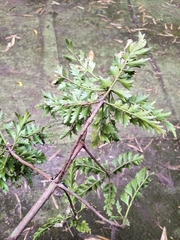 Phyllocladus