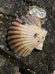 Pecten fumatus