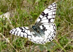 Melanargia russiae