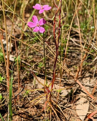 Drosera hartmeyerorum