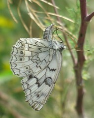 Melanargia russiae