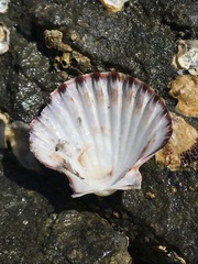 Pecten fumatus