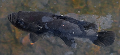 Astronotus ocellatus