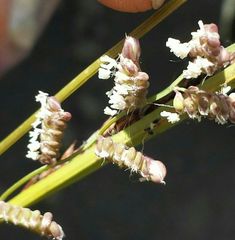 Beckmannia eruciformis