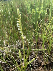 Spiranthes perexilis