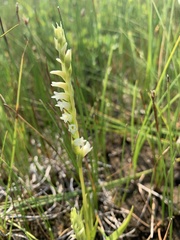 Spiranthes perexilis