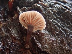 Micromphale arbuticola