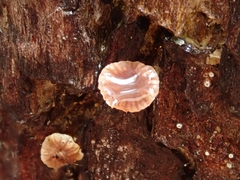 Micromphale arbuticola