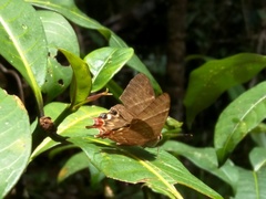 Saribia perroti