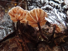 Micromphale arbuticola