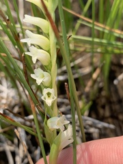 Spiranthes perexilis
