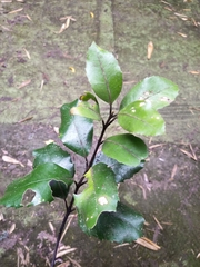 Hedycarya arborea