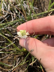 Spiranthes perexilis