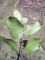 Hedycarya arborea