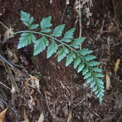 Asplenium gracillimum