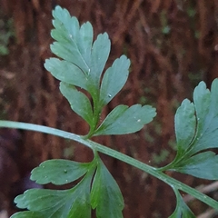 Asplenium gracillimum
